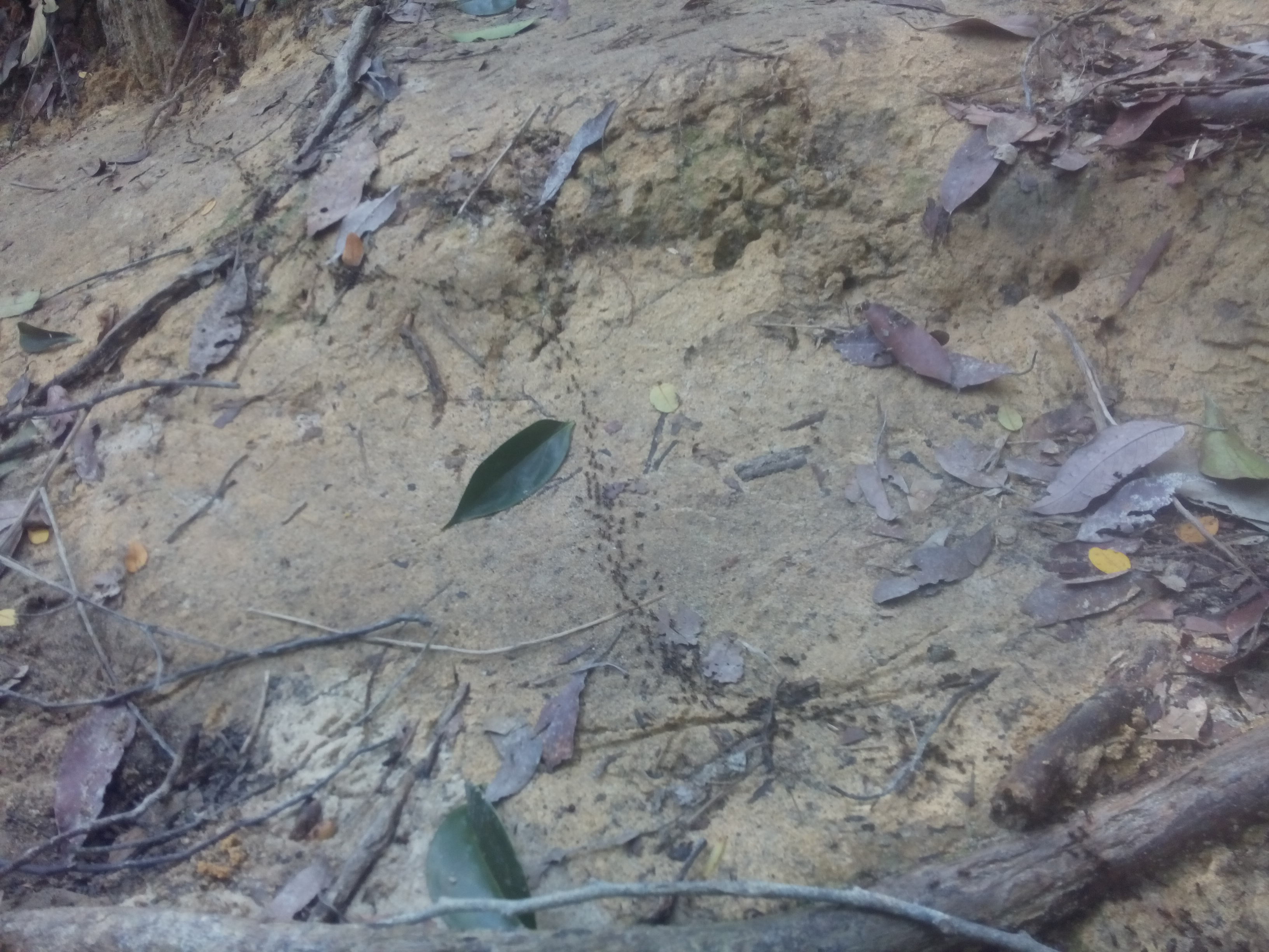 Jungle floor with branches, leaves, and trail of ants