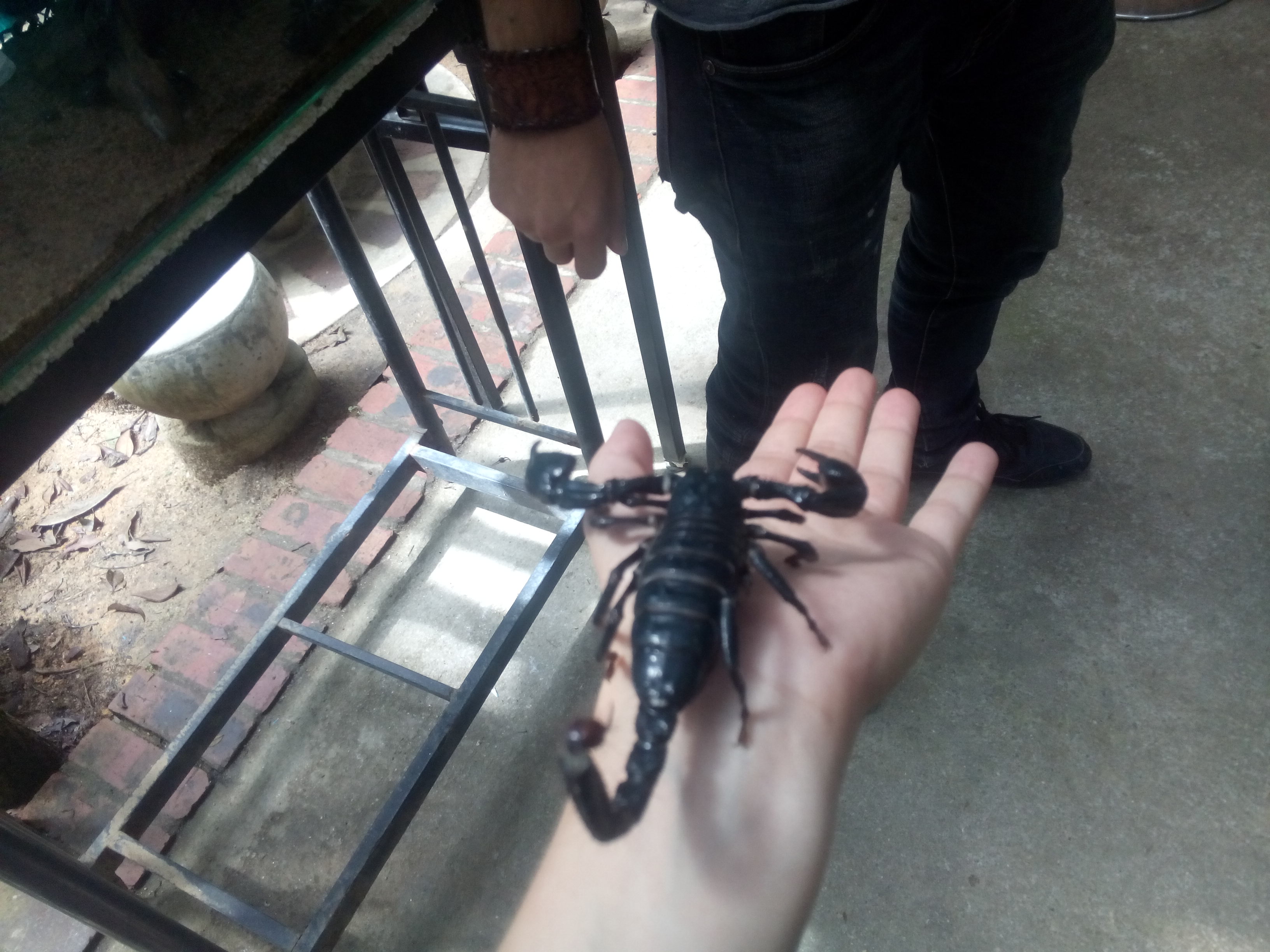 rhiaro's hand with a scorpion on it