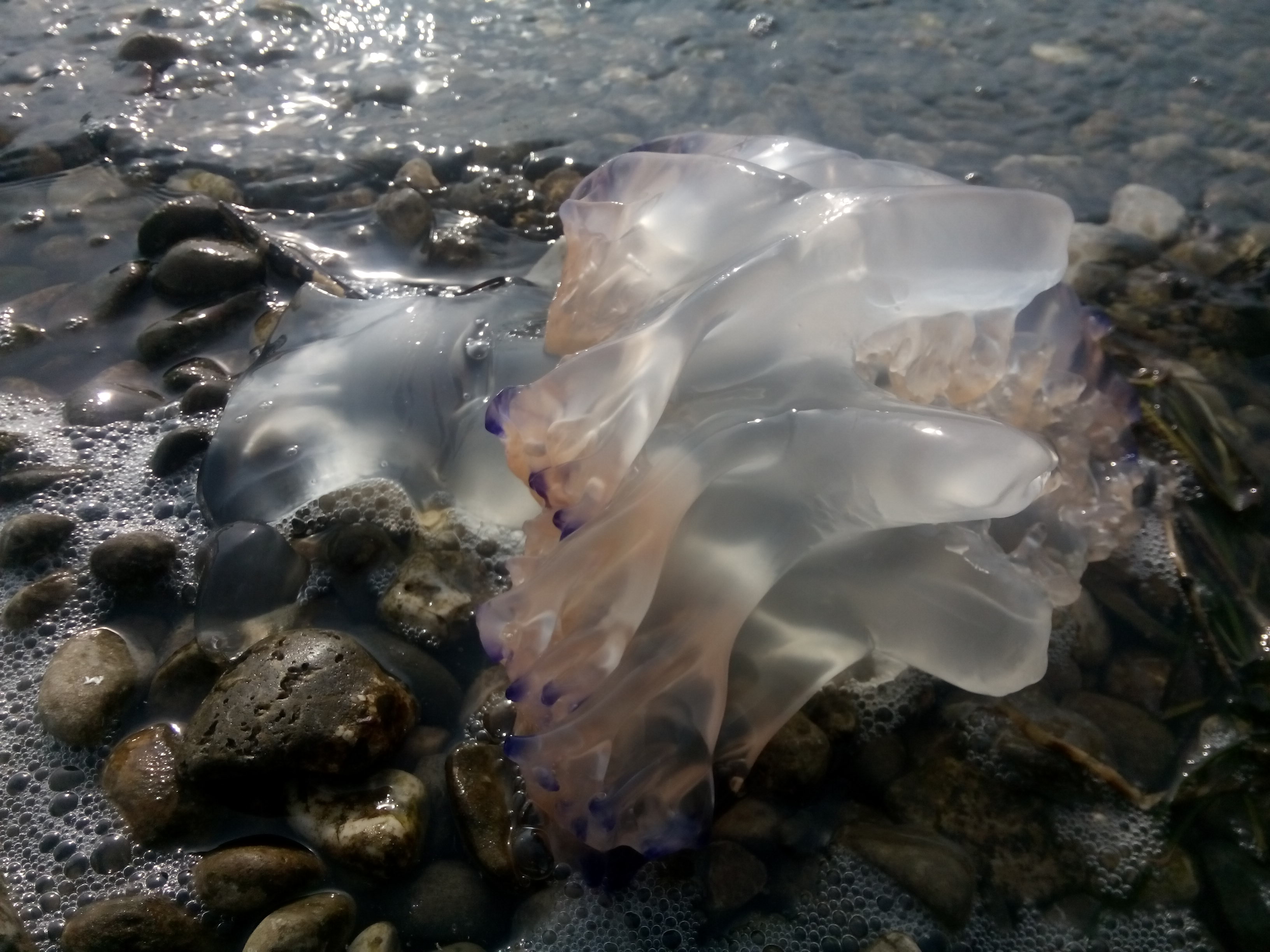 A washed up white and purple blob, it is a jellyfish