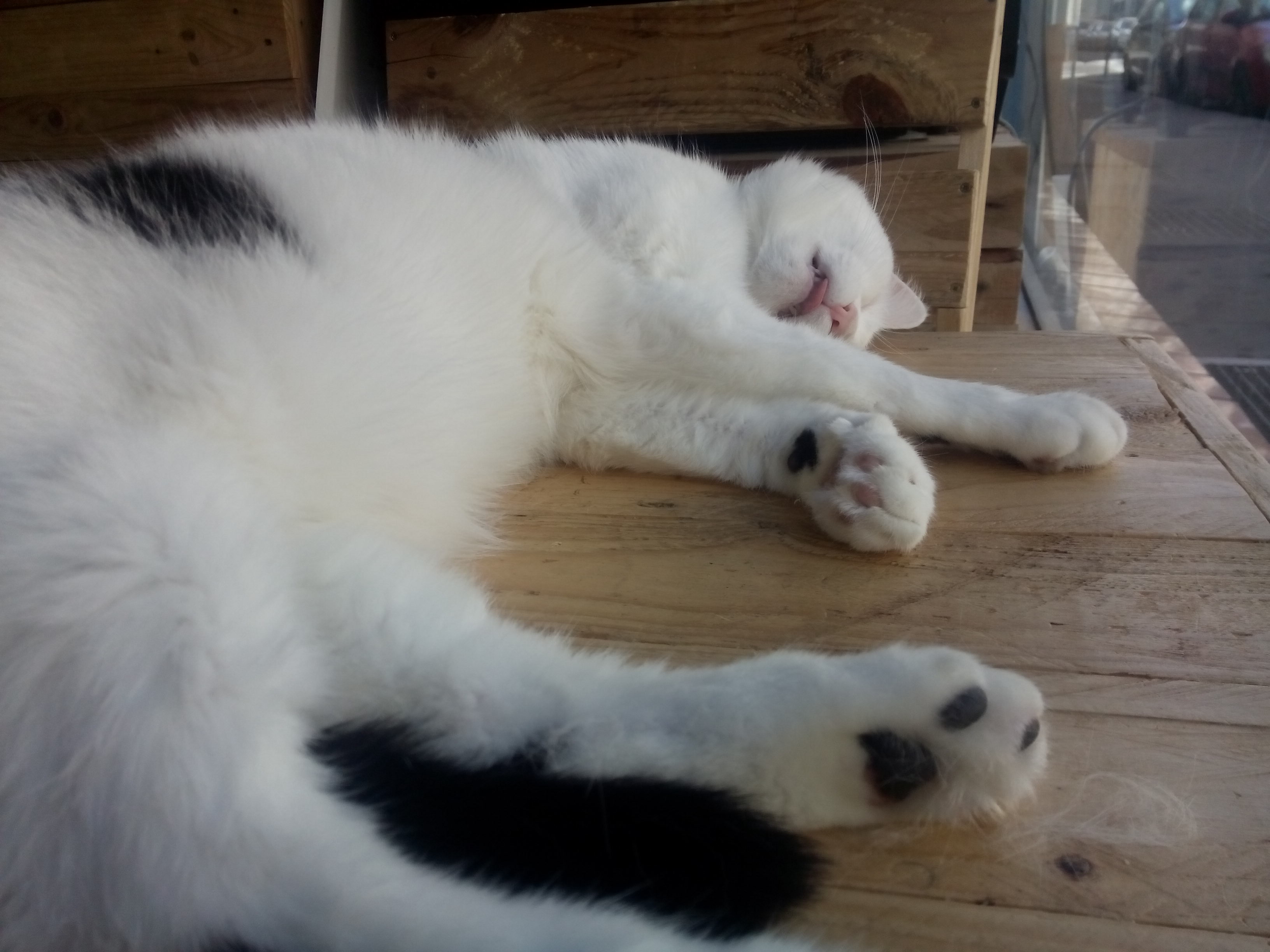 A black and white cat sleeps adorably sideways on a wooden table, aww her likkle paws