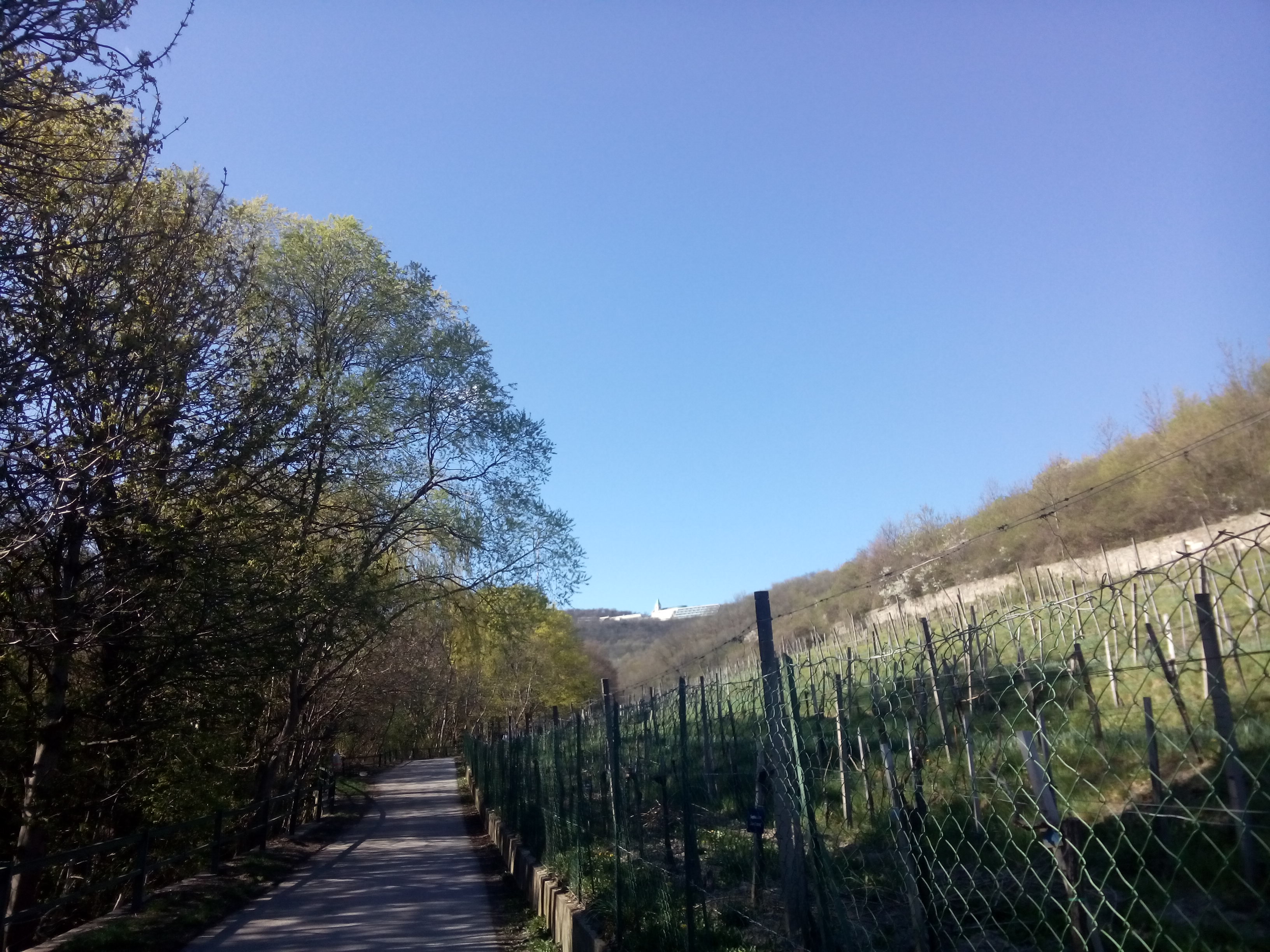 Blue sky, narrow path, fence and vinyards to the right