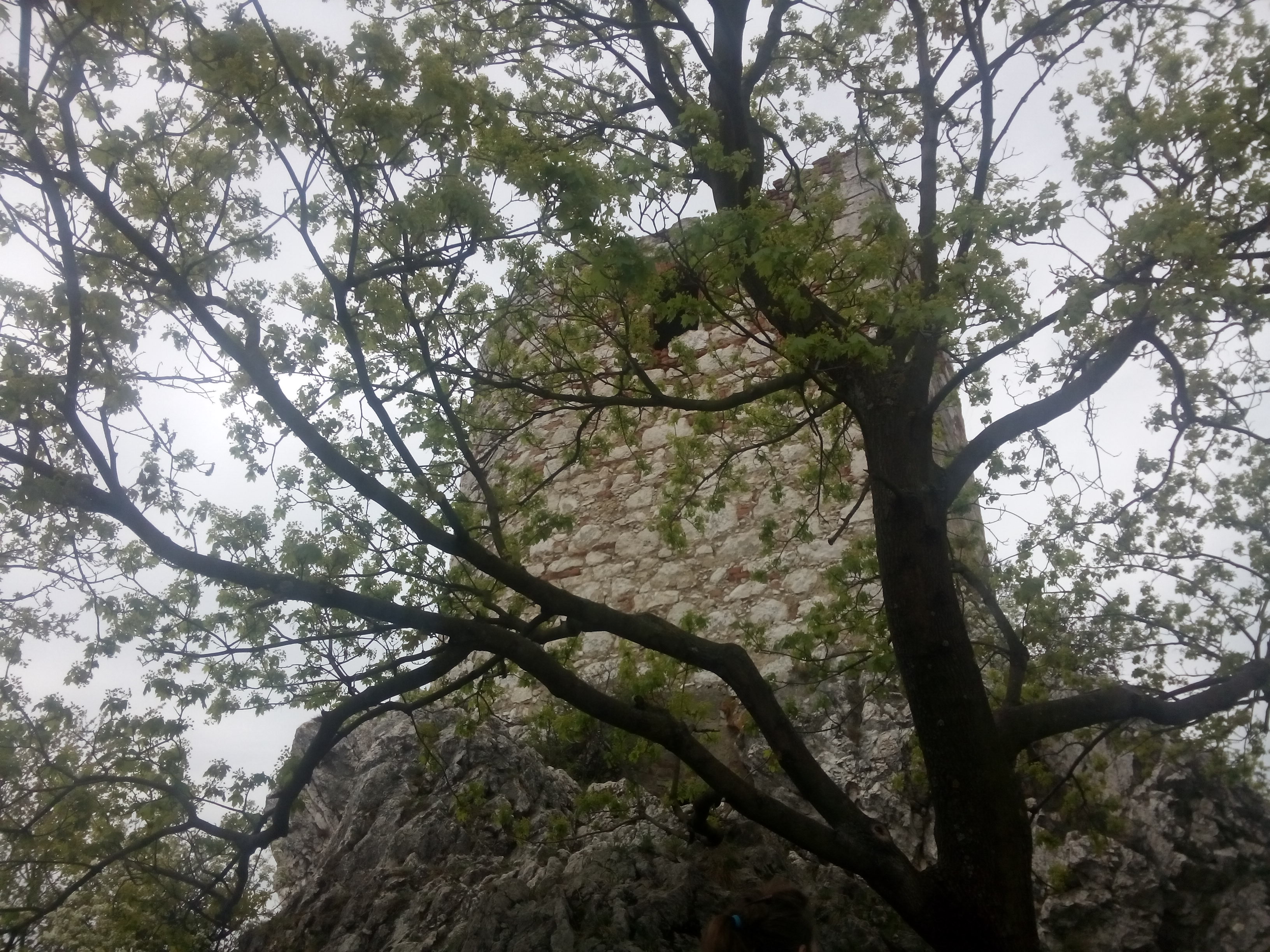 A stone tower behind a slightly leafy tree