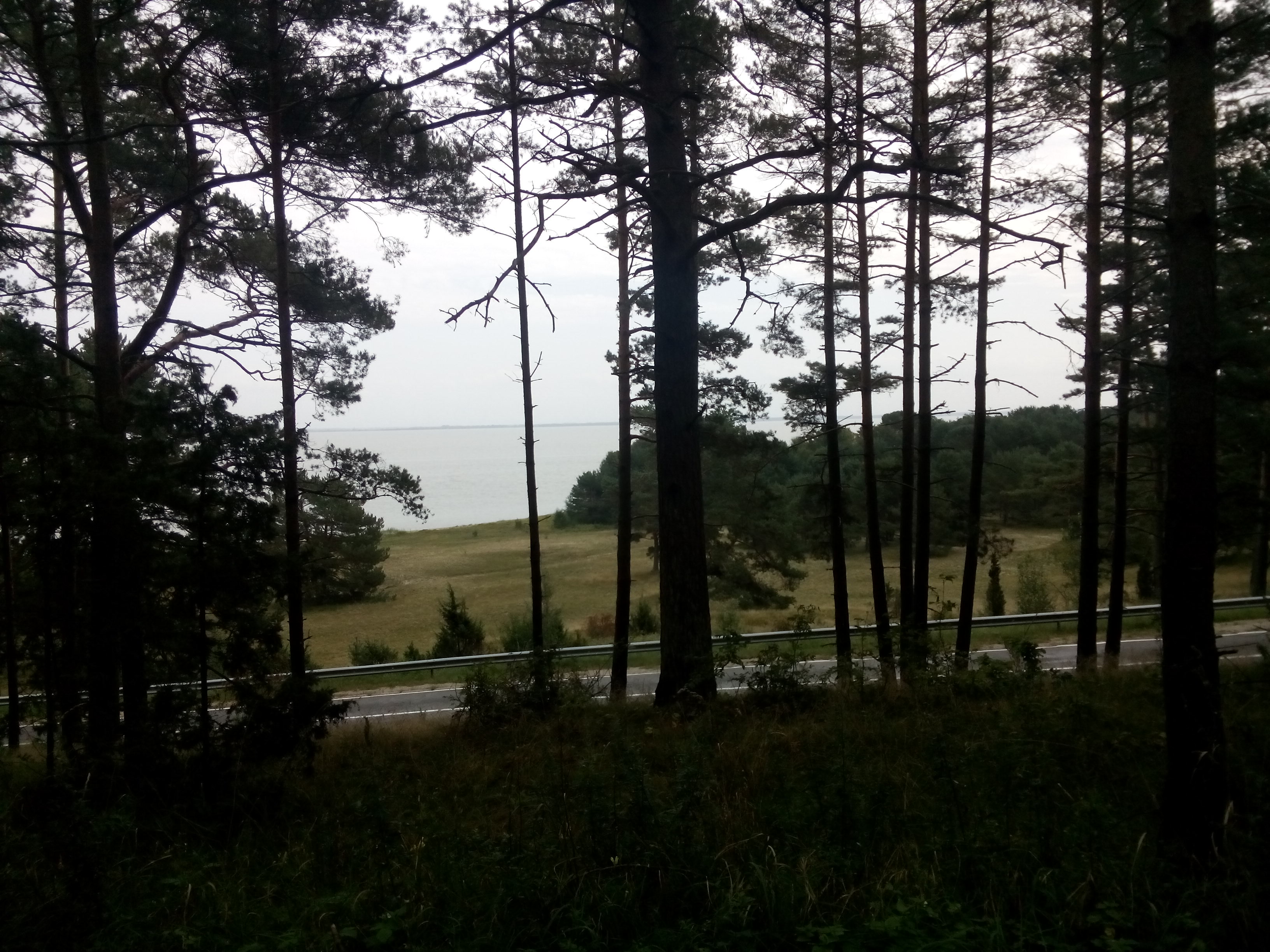 A view of a road, and beyond that the sea, with silhouettes of tall pine trees in front