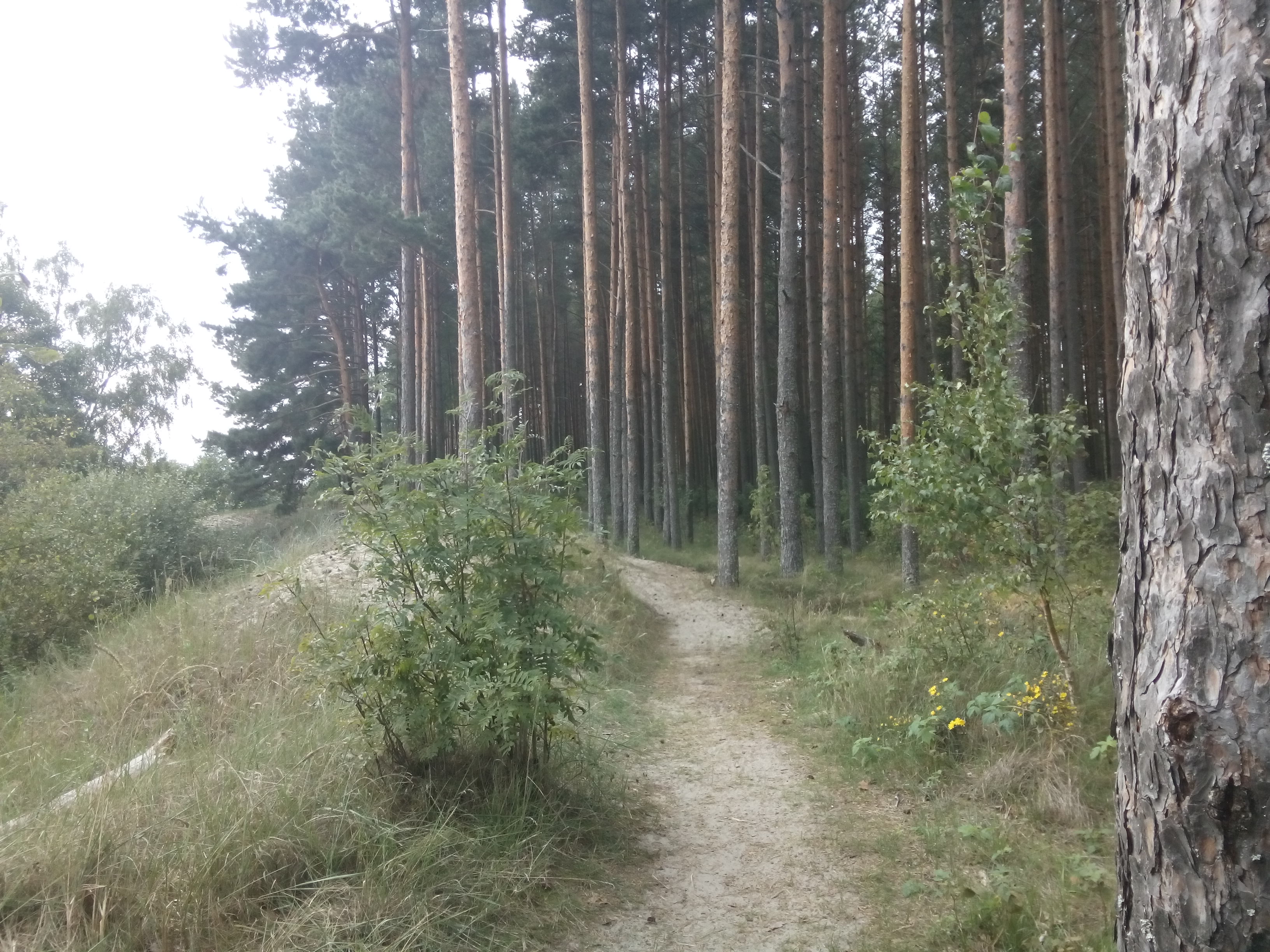 A sandy path leads to many narrow pine trees