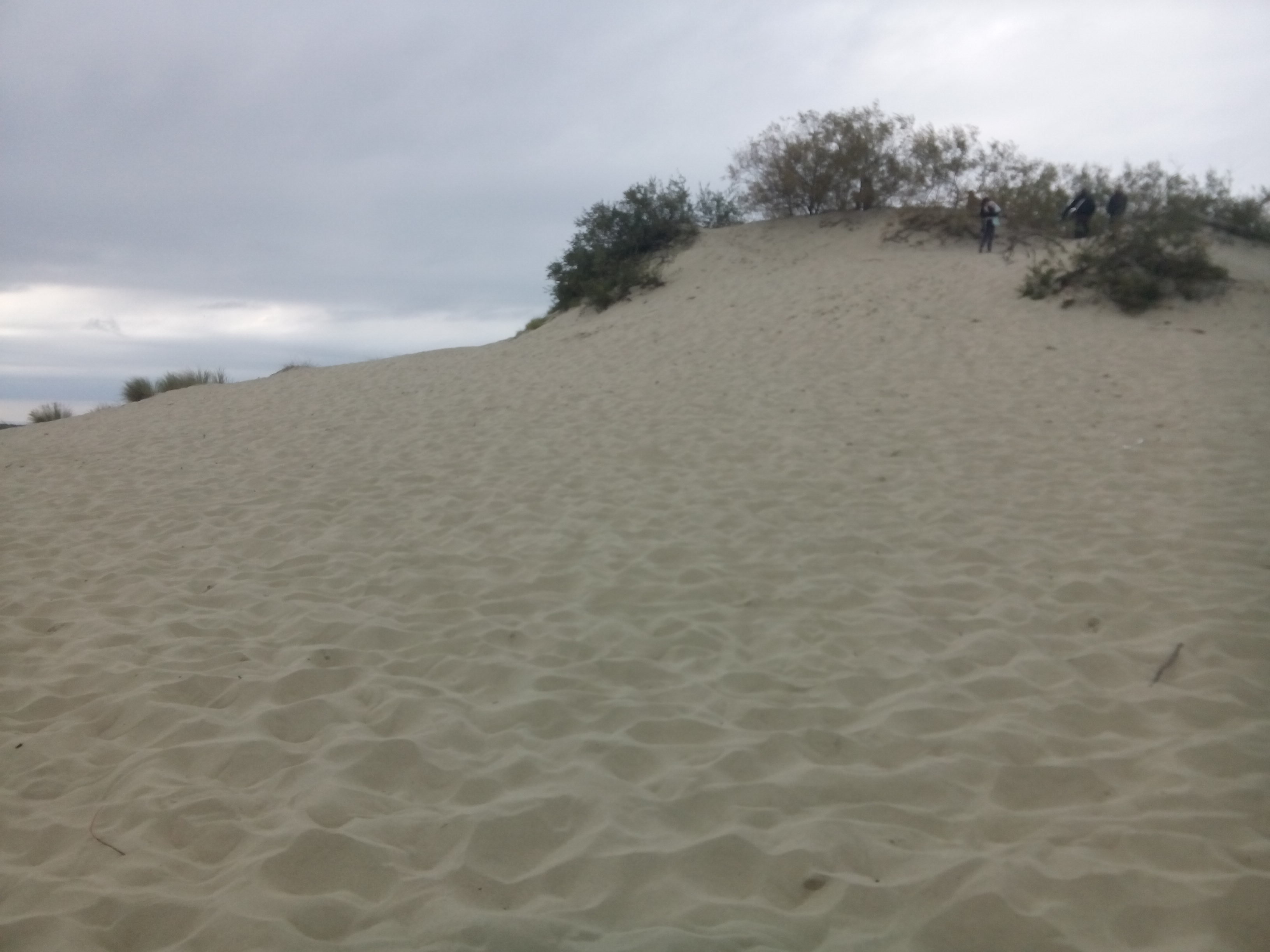 An expanse of soft sand reaches a peak with small trees
