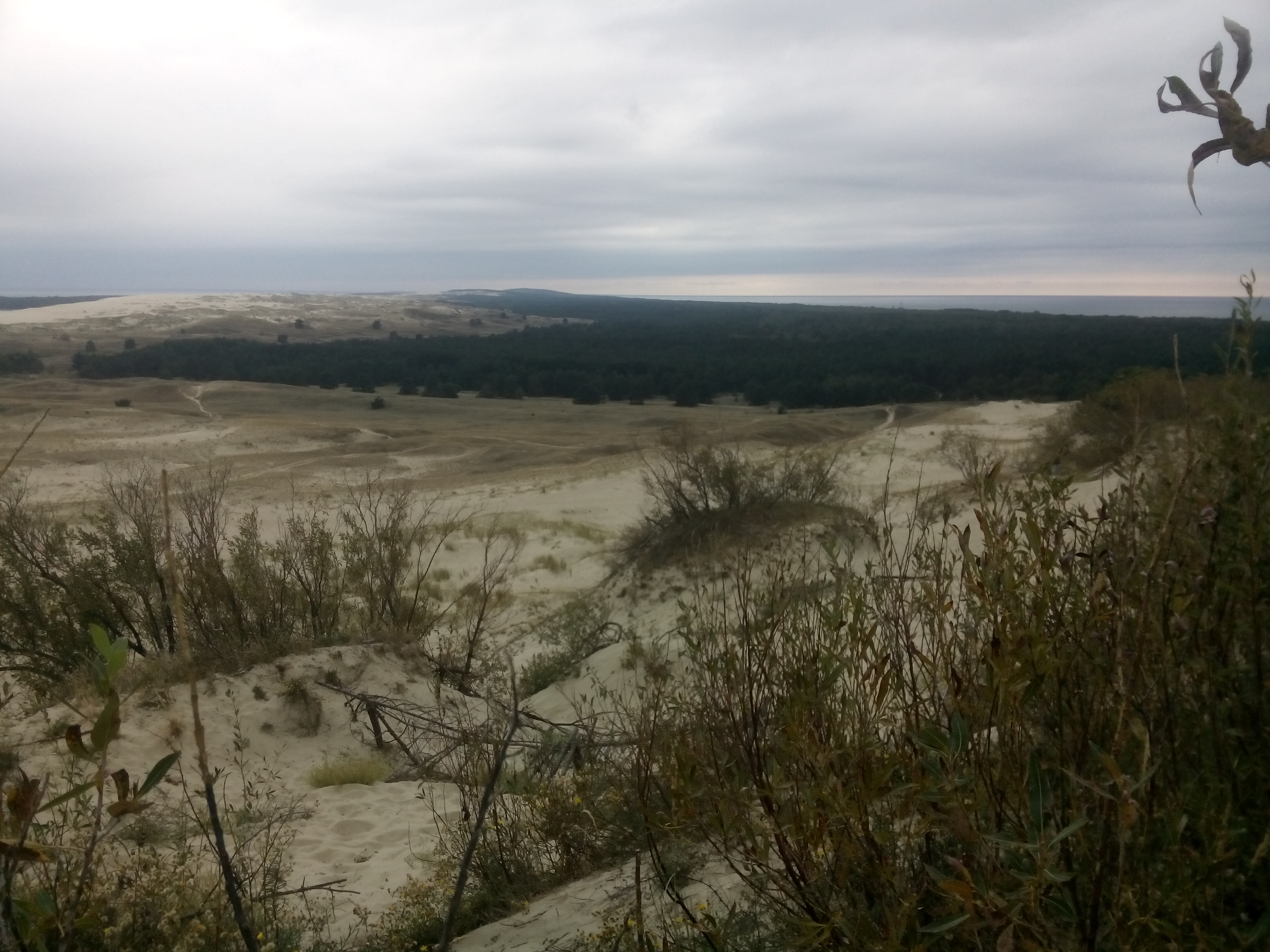 A view to distant forests across grassy dunes