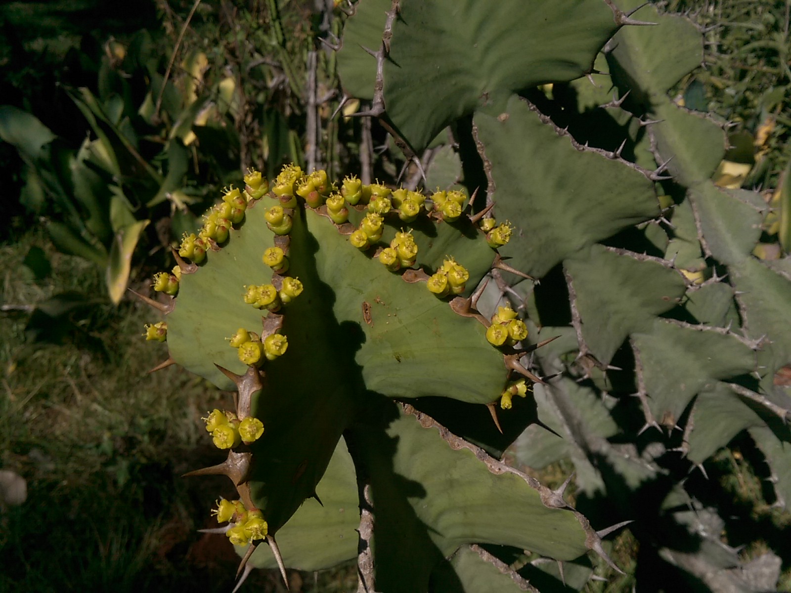 Close up of a cactus with small yellow flowers