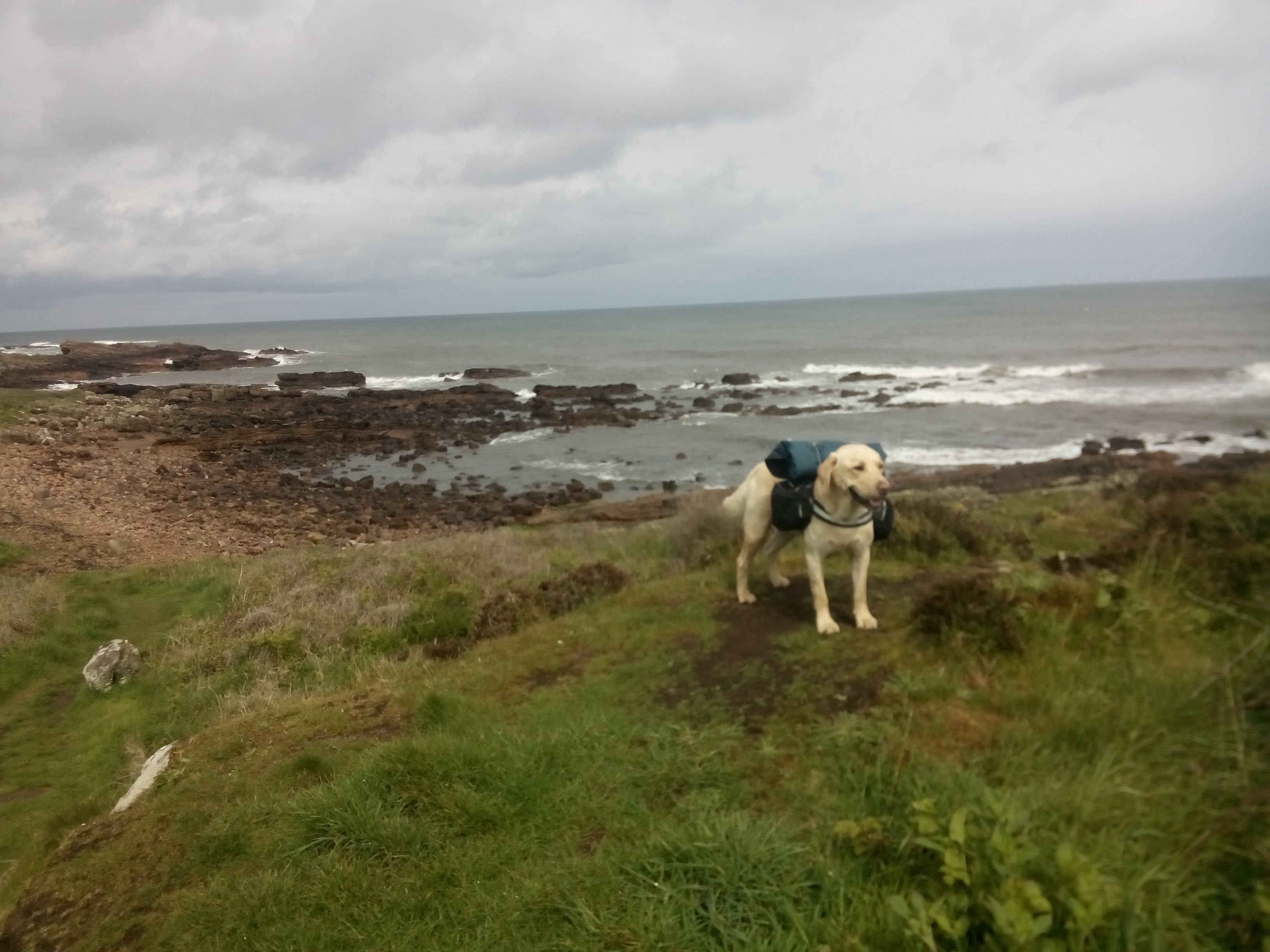 A golden lab with a backpack stands on a grassy knoll above a rocky beach and churning sea