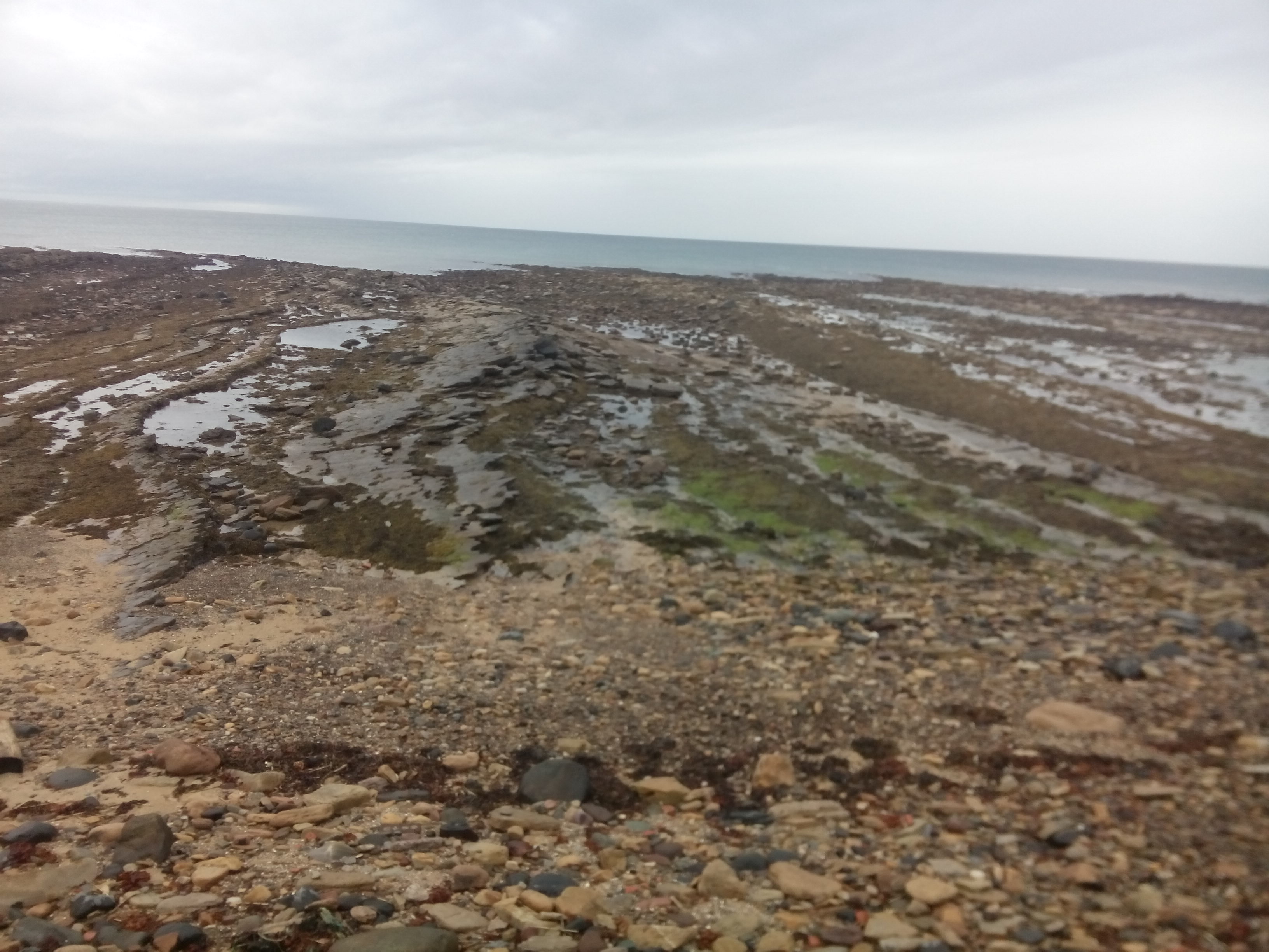 A vast rocky beach with clumps of seaweed and tidal pools stretches to a grey sea