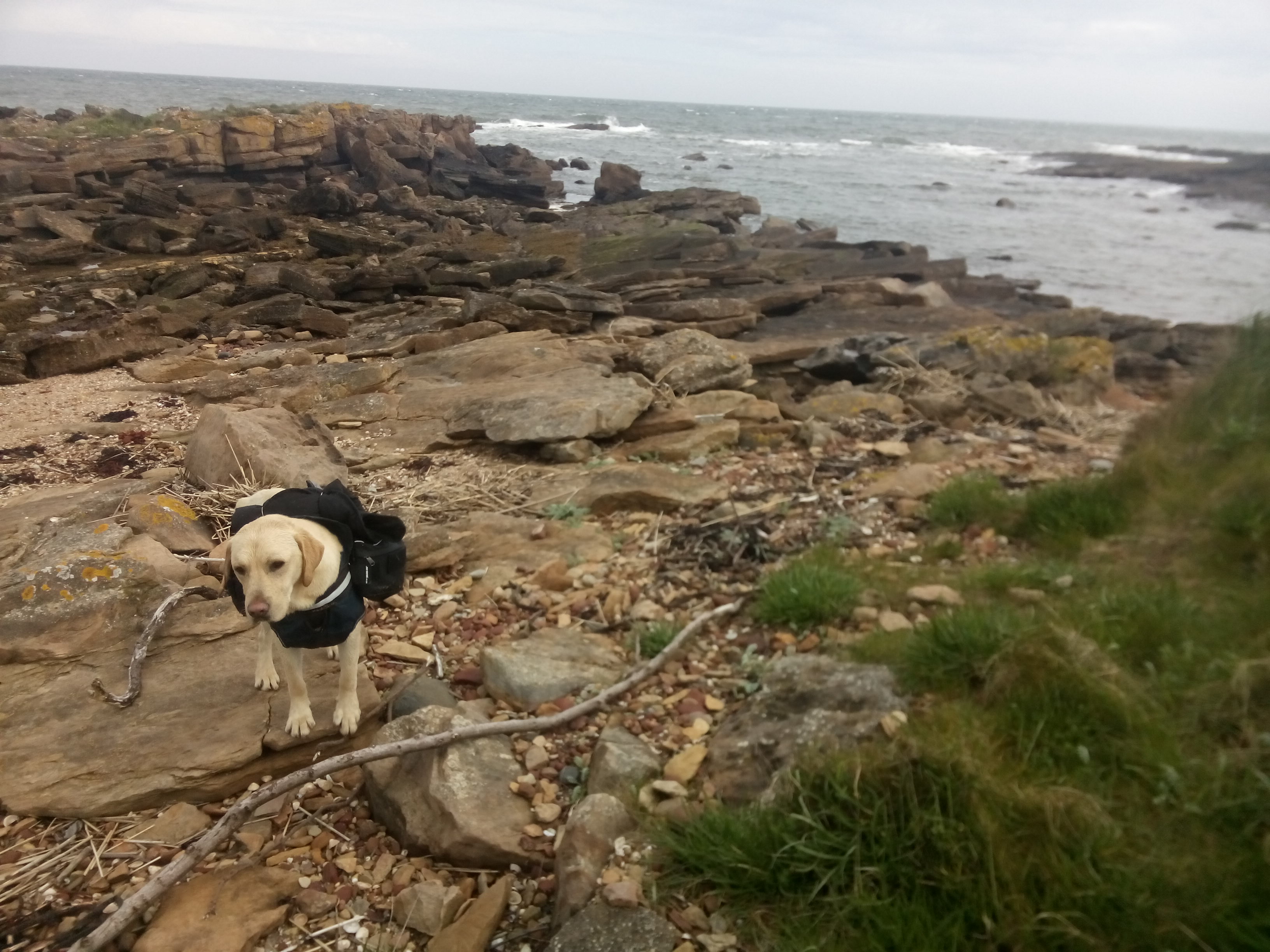 A golden lab stands in front of a very large stick on a rocky shore