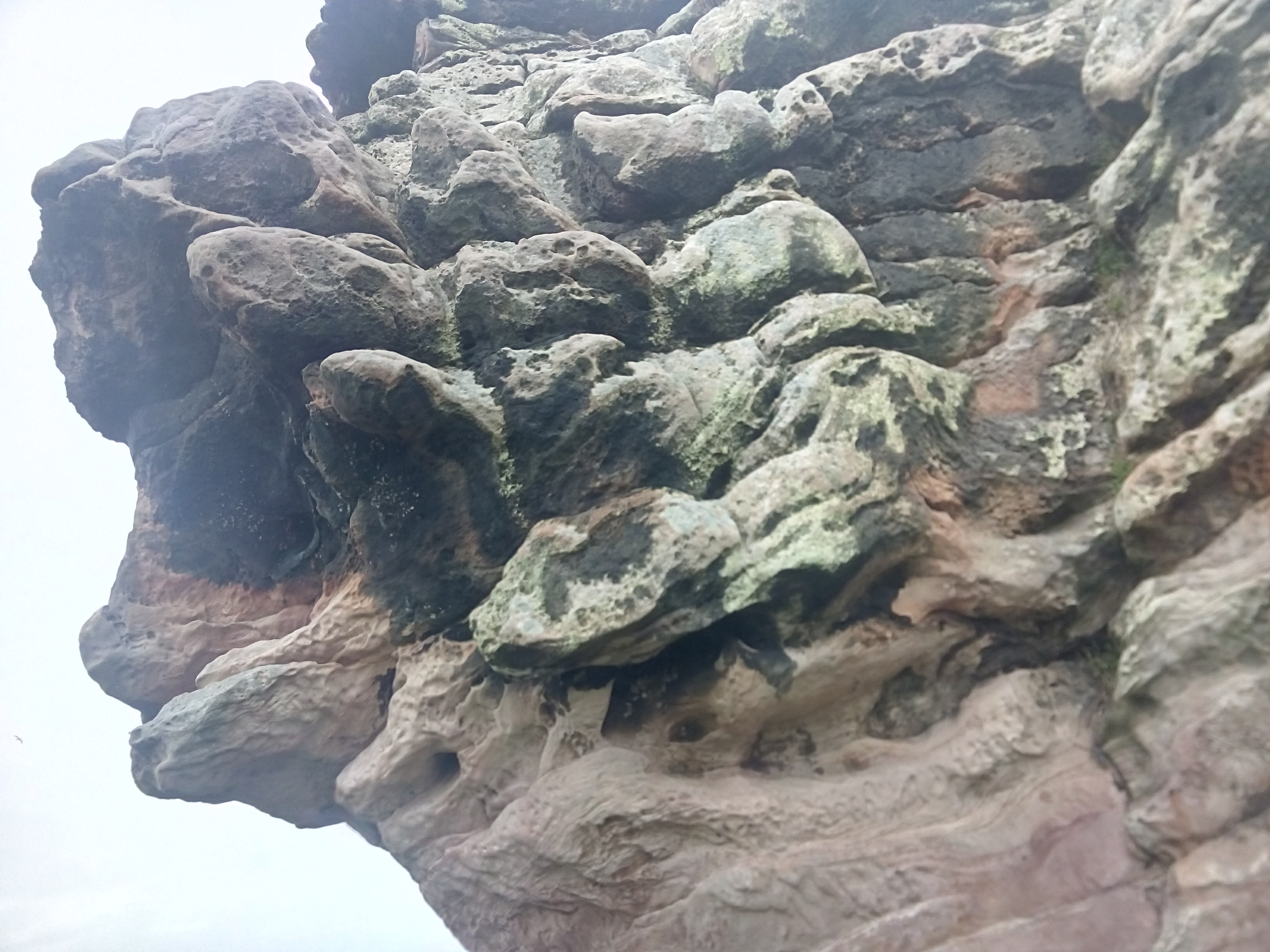 A close up of gnarly twisted rock face