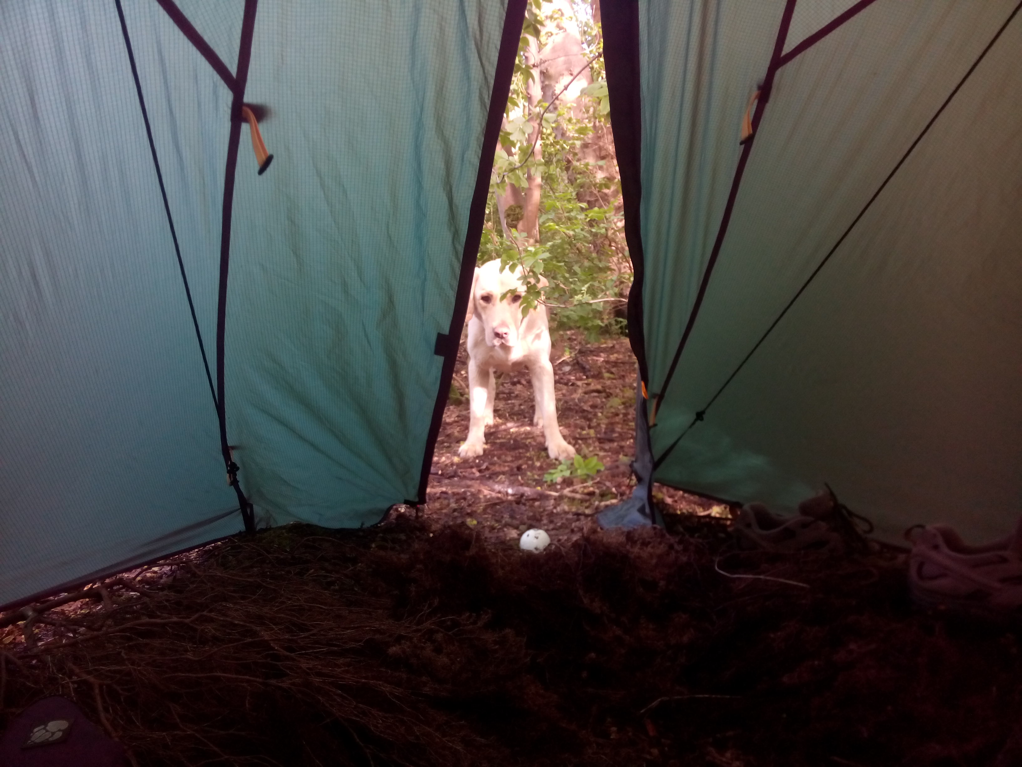 Max stands at the door to the tent, looking pleadingly at the ball he has just dropped there