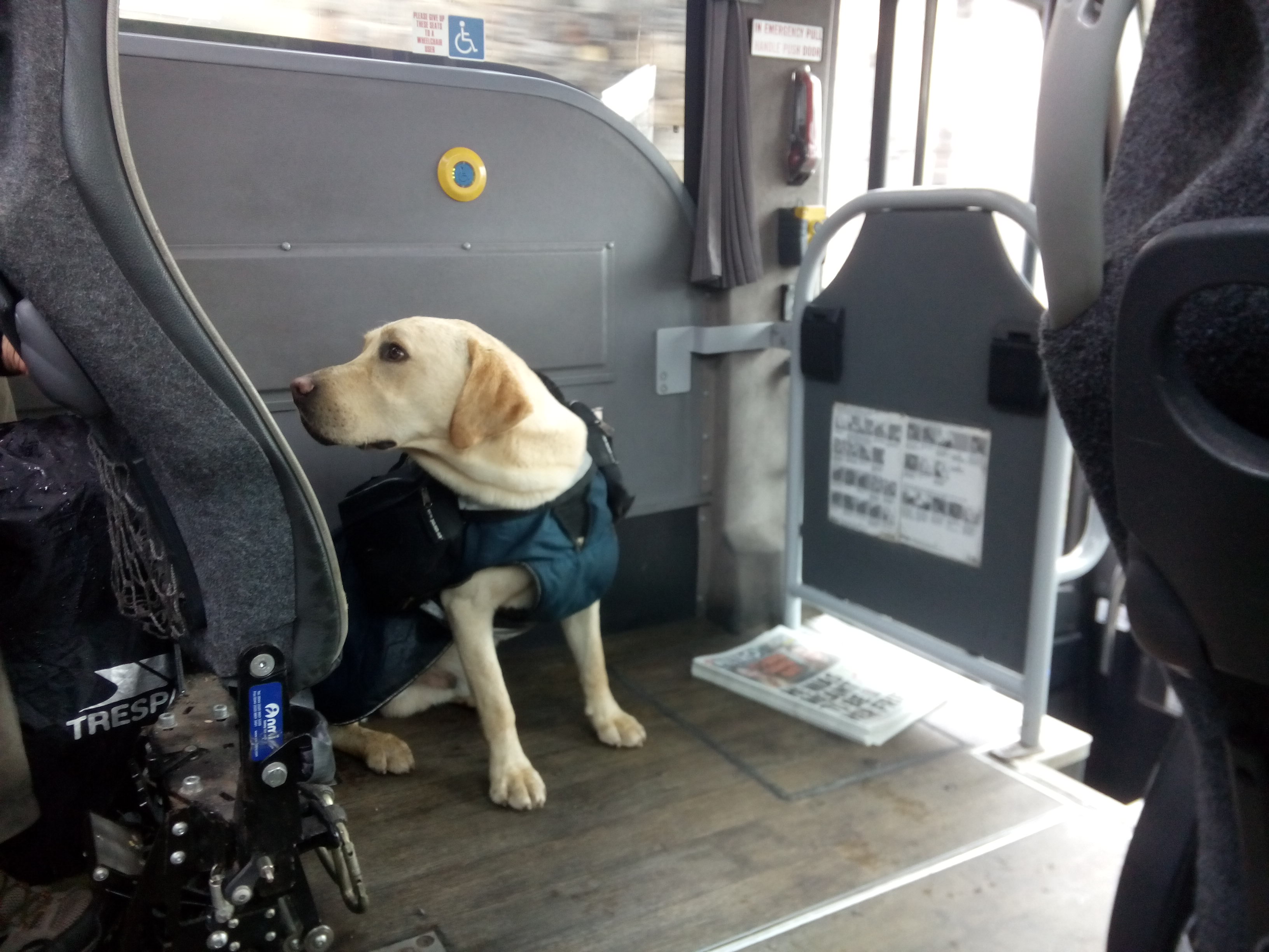Max sitting on the bus like a Good Boy