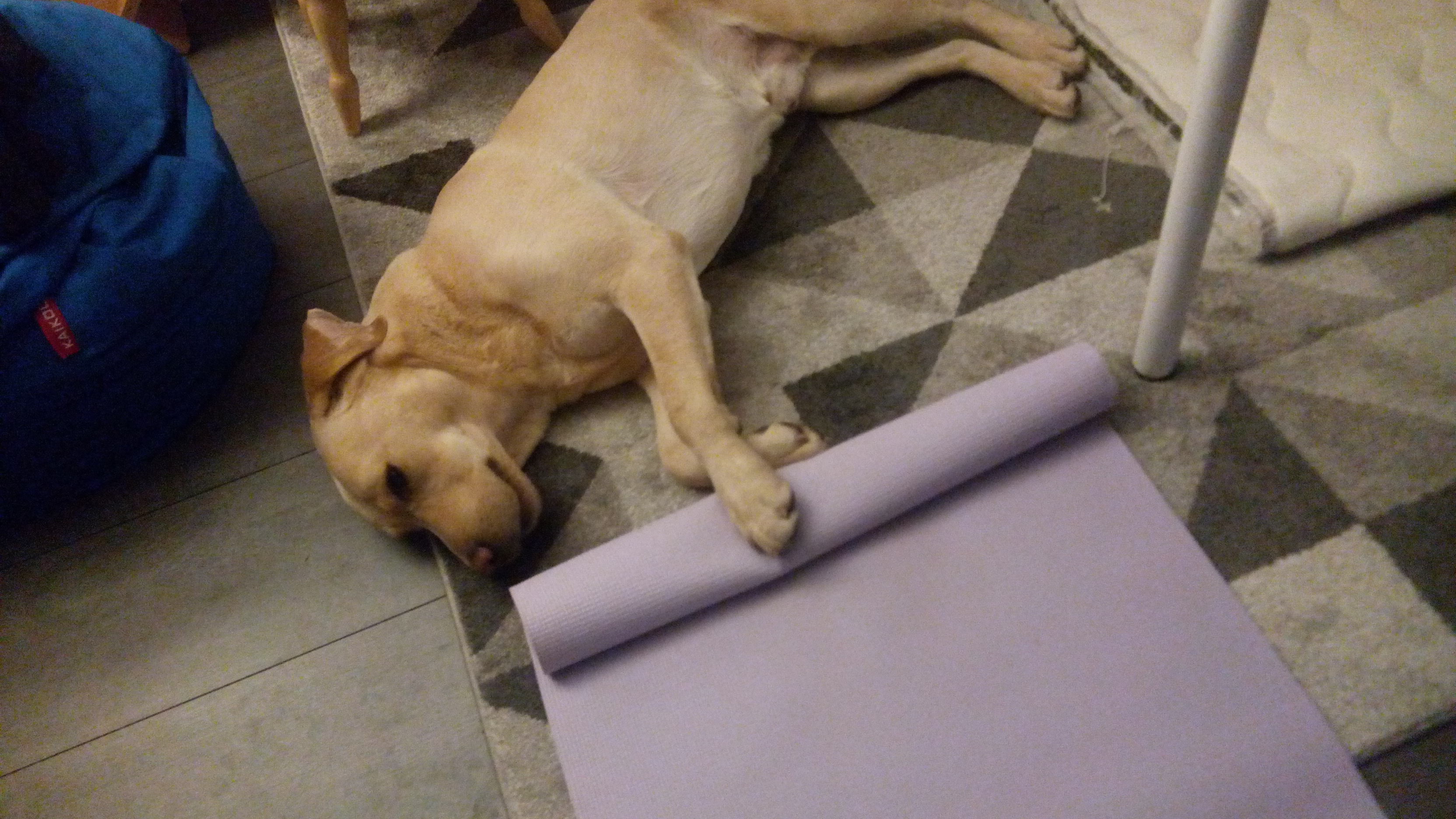 Golden lab with one paw on a partially rolled yoga mat