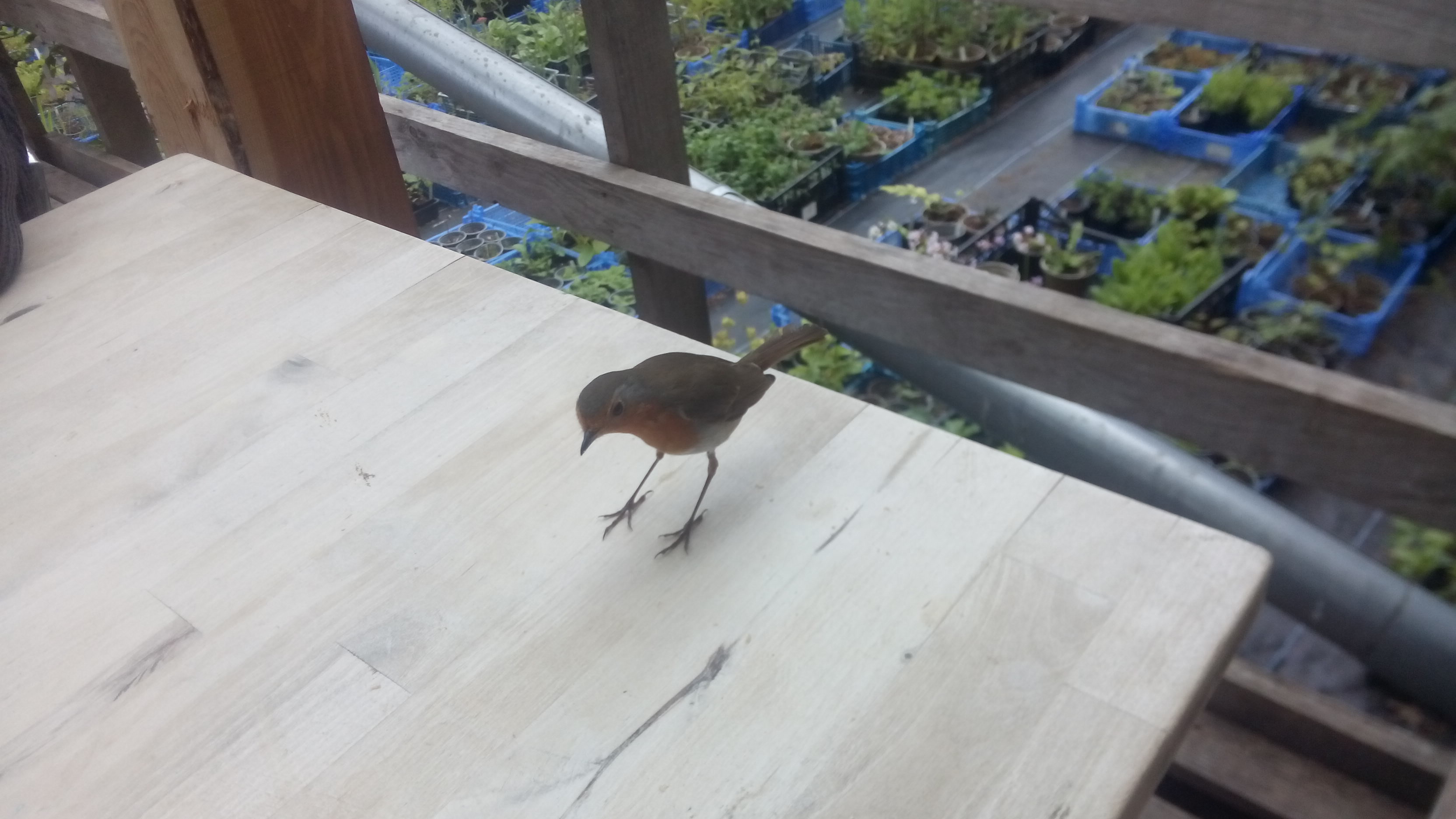 A small robin looks for crumbs on a wooden table