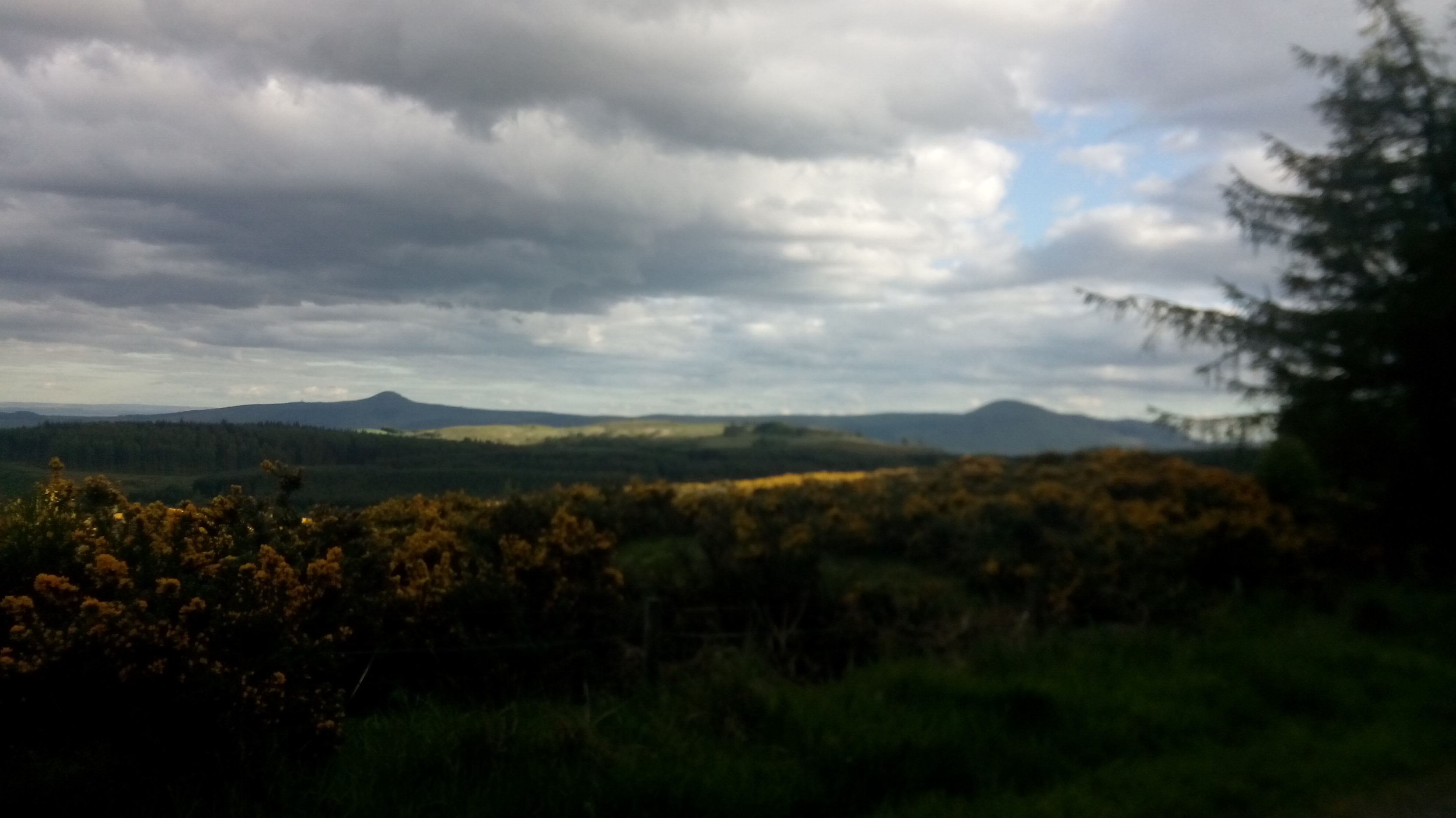 An evening view across flowering gorse and distant hills