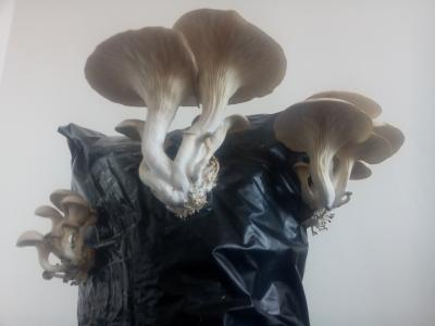Photo from the album Stuff I grow